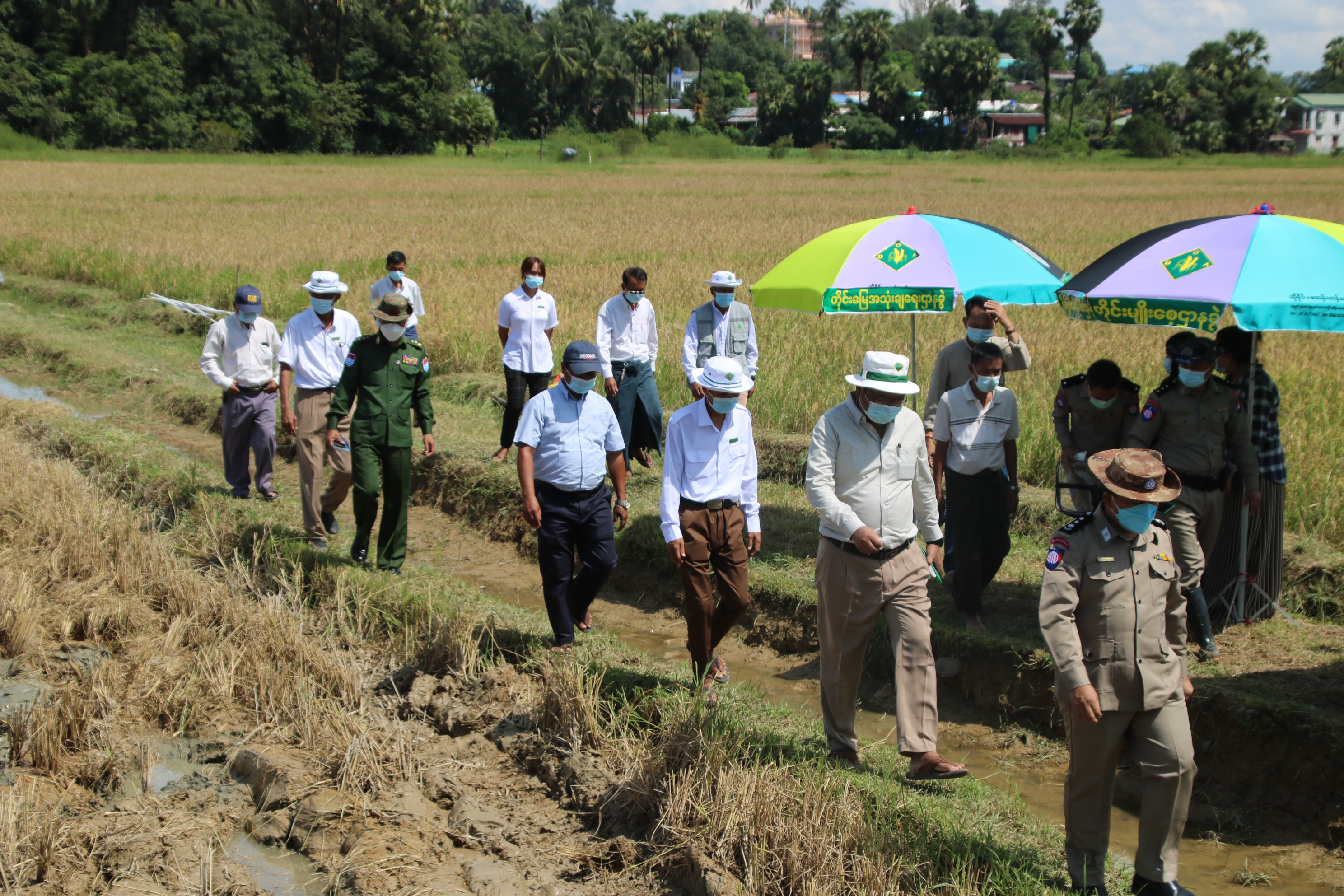 တနင်္သာရီတိုင်းဒေသကြီး စိုက်ပျိုးရေးဦးစီးဌာနနှင့် စက်မှုလယ်ယာဦးစီးဌာနတို့ ပူးပေါင်းပြီး ကျောက်မော်ရပ်ကွက်၌ မိုးစပါးရိတ်သိမ်းခြွေလှေ့